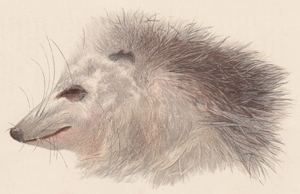 Opossum (head)